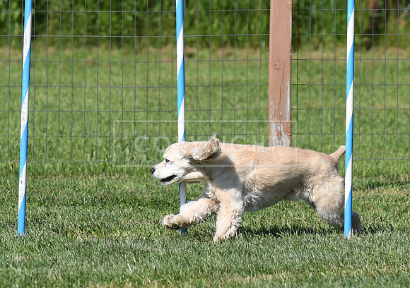 DSC_4454