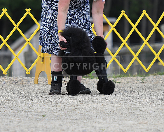 DSC_5431